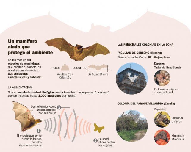 Infografía: La Capital