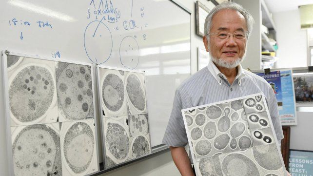 El científico japonés Yoshinori Ohsumi.