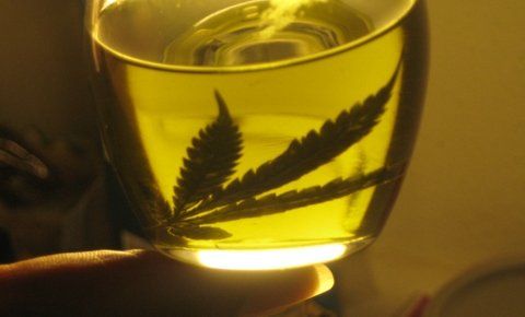 cannabis. 