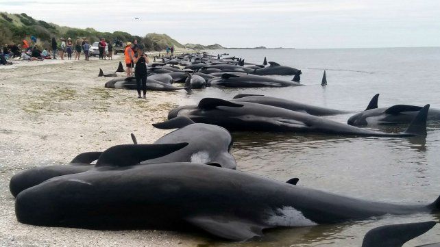 Las ballenas quedaron varadas en la costa en Nueva Zelanda.