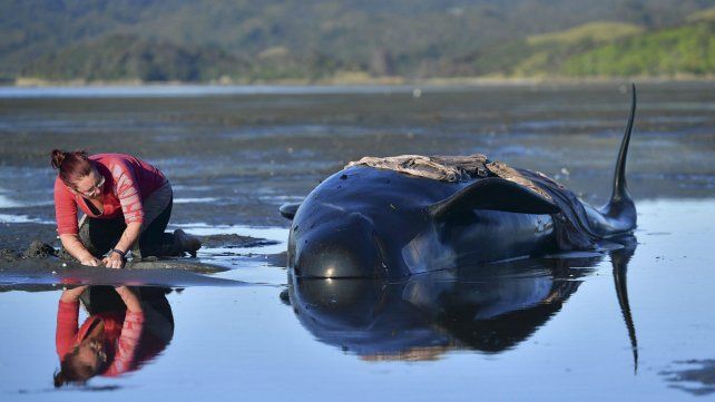 Los cetáceos aparecieron en la costa de Nueva Zelanda