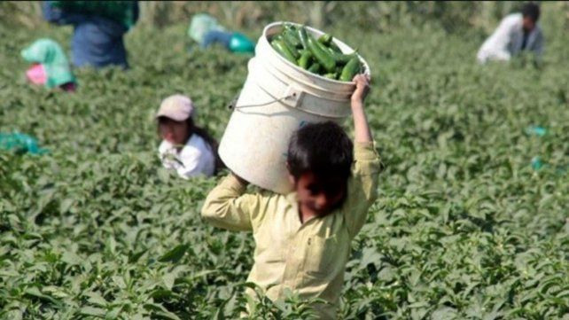 El campo sigue siendo uno de los sectores que registra altos niveles de trabajo infantil.