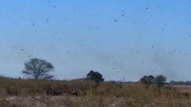De terror: videos y fotos de una invasión de langostas en Córdoba