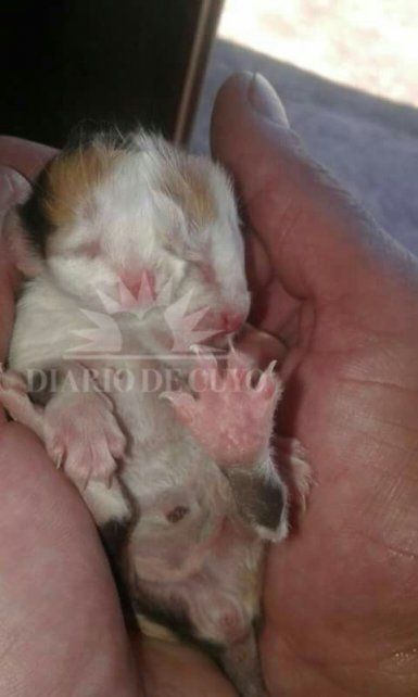 El inusual caso sucedió en Las Casuarinas. (Foto: gentileza Diario de Cuyo)<br>