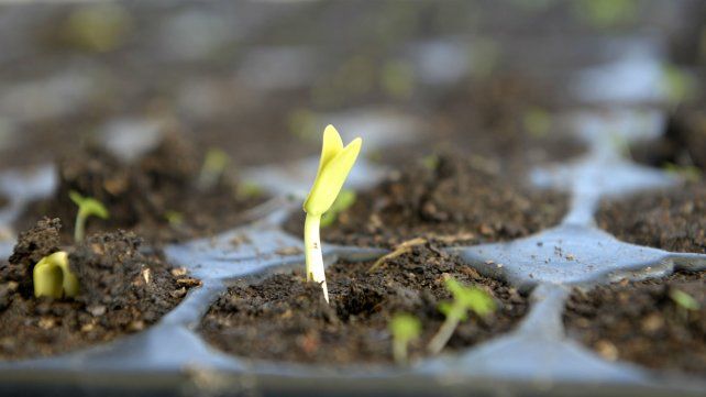 En el vivero las plantas germinan, crecen y se desarrollan al amparo de esmerados cuidadores.